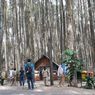 Pinus Sari di Mangunan, Bantul Uji Coba Internal dan Siap Sambut Wisatawan