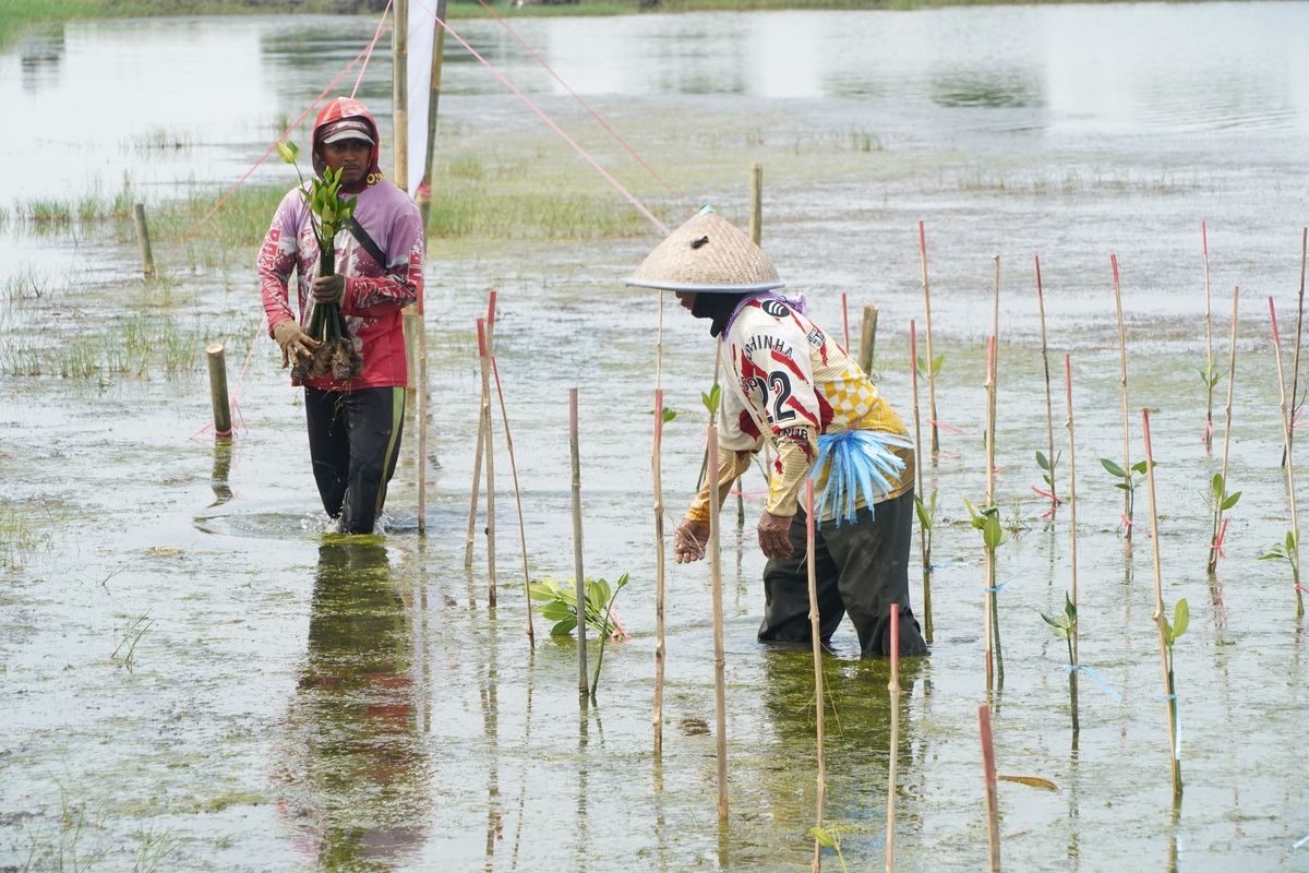 Rehabilitasi dan penanaman tahap satu sebesar 125 hektar lahan mangrove dilakukan di Desa Sedari, Kecamatan Cibuaya, Kabupaten Karawang, Rabu (20/11/2024).