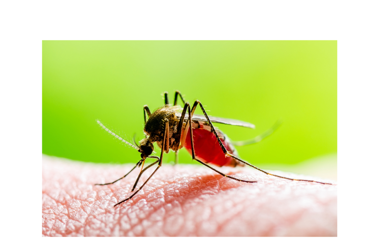 Demam Berdarah Dengue (DBD) di Indonesia masih menjadi masalah kesehatan masyarakat.