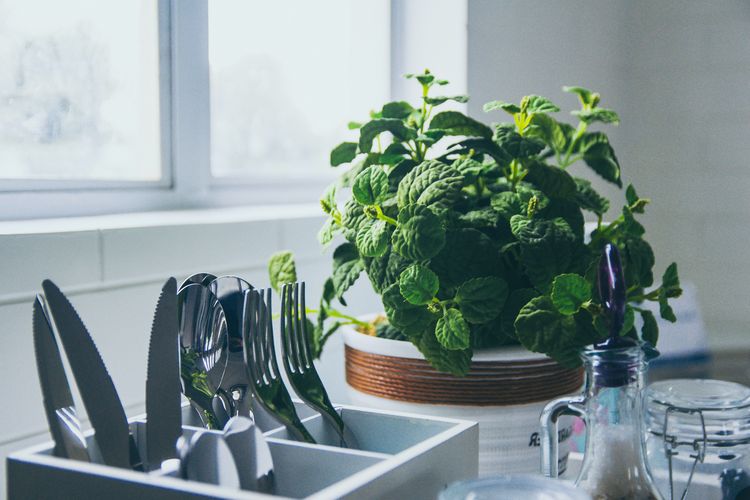 Letakkan tanaman mint di dapur dan di kamar untuk mengusir nyamuk.