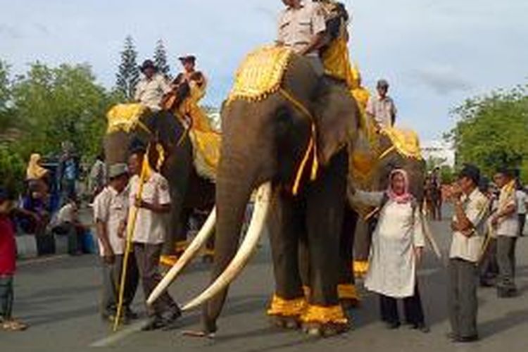 Gajah-gajah Sumatera yang sudah jinak turut memeriahkan karnaval di Banda Aceh. Saat ini populasi gajah sumatera semakin menipis di Aceh. Sepanjang tahun 2015 sebanyal lima ekor gajah sumatera mati akibat perburuan gading dan konflik dengan manusia.