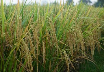 Rendah Emisi, Green Rice Punya Banyak Keunggulan