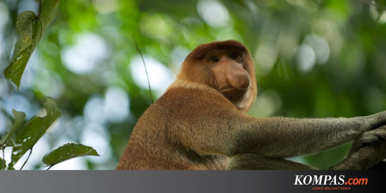  Monyet Betina Lebih Tertarik Pejantan Berhidung Besar