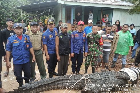 Usai Telan 3 Anjing, Buaya Seberat 700 Kg di Kaltara Terjebak di Parit