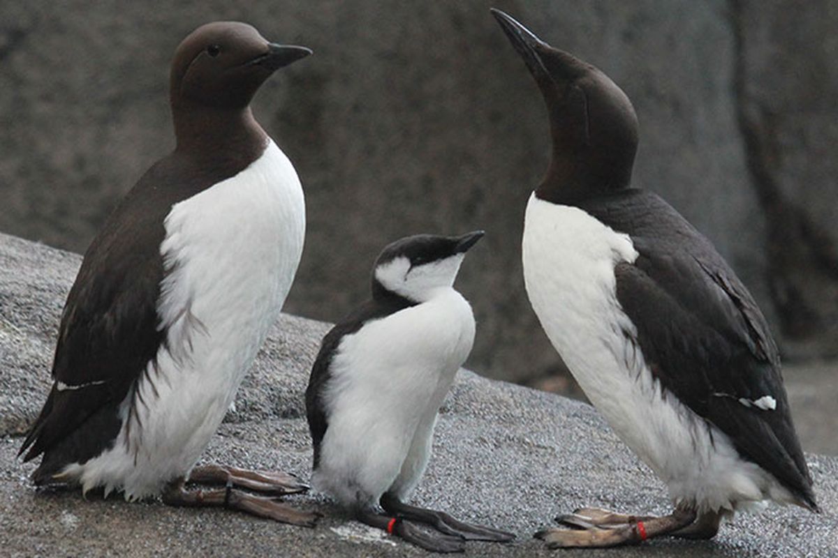 Satu keluarga burung laut