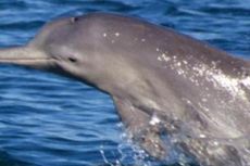 Jenis Lumba-lumba Baru Ditemukan di Australia
