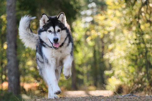 4 Fakta Menarik Anjing Alaskan Malamute, Si Tubuh Besar Berhati Lembut