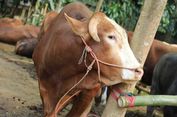 Daging Kurban Alot dan Bau? Ini Cara Mengolahnya agar Lebih Empuk