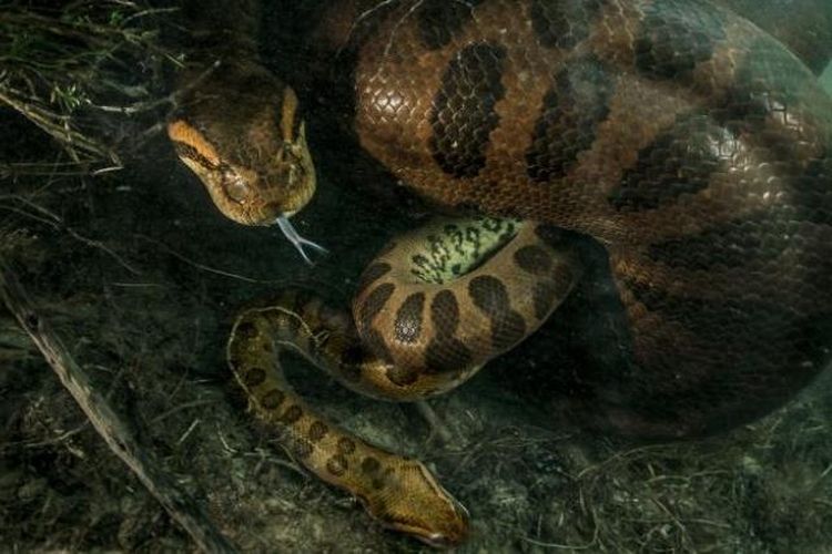 anaconda makan pejantan