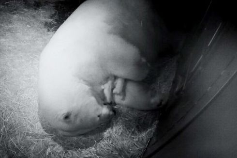 Dua Bayi Kembar Beruang Kutub Lahir di Sea World Australia