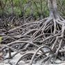 Ini Fungsi Hutan Mangrove bagi Kehidupan di Pesisir