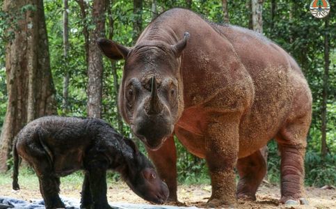 Rare Sumatran Rhino Calf Born in Indonesia’s Breeding Center