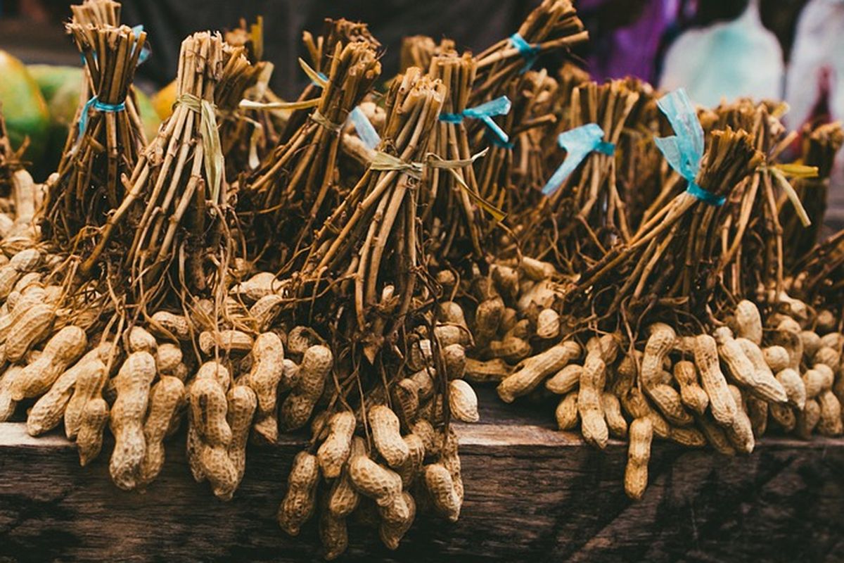 Ilustrasi kacang tanah