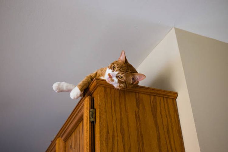 Ilustrasi mengapa kucing suka berada di tempat tinggi?