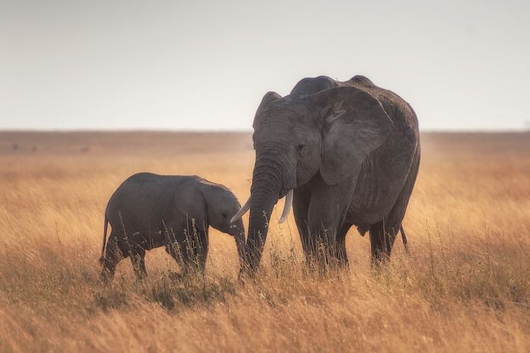 Ilustrasi bayi gajah