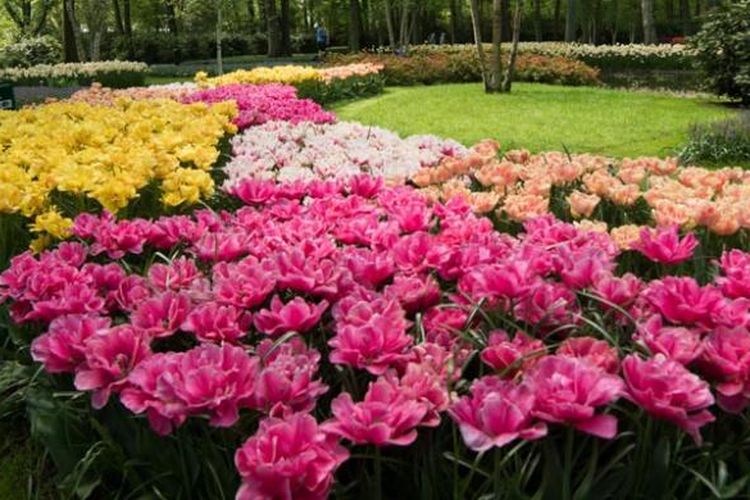 Suasana di Taman Bunga Tulip Keukenhof di Lisse, Belanda, Rabu (11/5/2016). Taman seluas 32 hektar ini menyimpan 7 juta jenis bunga dan tahun ini taman ini dibuka pada periode 24 Maret - 16 Mei 2016.
