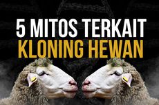 INFOGRAFIK: 5 Mitos Terkait Kloning Hewan...