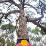 Pohon Keramat Aborigin Ditebang untuk Jalan Raya, Publik Australia Marah
