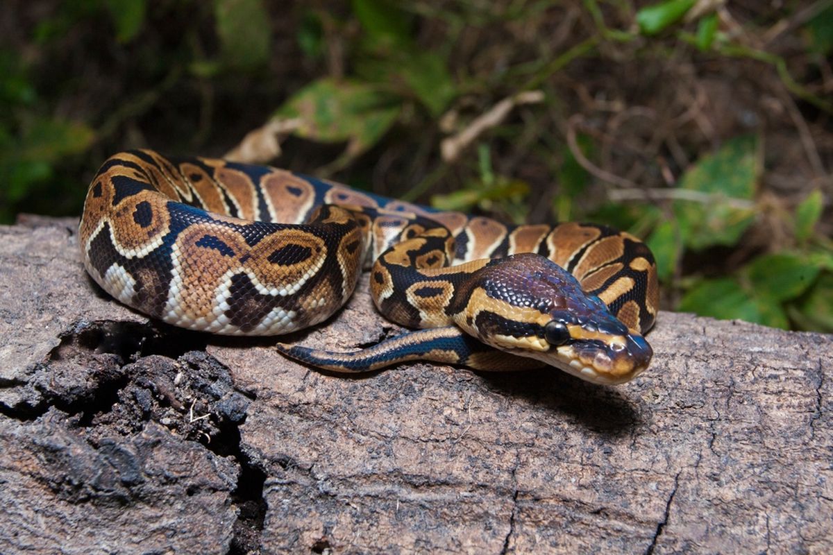 Ilustrasi ular sanca bola atau ball python. Hewan terbesar yang bisa ditelan ular di antaranya seperti rusa, sapi hingga aligator.