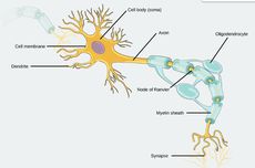 Perbedaan antara Sel Saraf Bermielin dan Tidak Bermielin