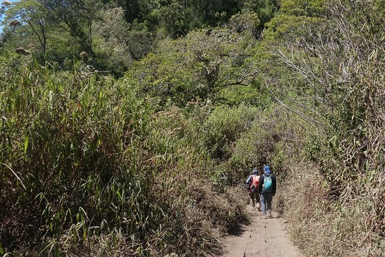 Pendaki melewati jalur pendakian Gunung Semeru, Jawa Timur, Rabu (18/9/2019). Gunung Semeru merupakan gunung tertinggi di Pulau Jawa dengan ketinggian sekitar 3.676 meter di atas permukaan laut.
