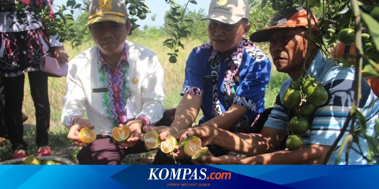 Sasar Ritel Modern, Jeruk Siam Banjar Segera Disertifikasi