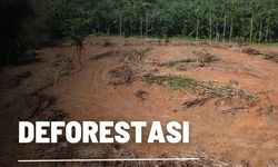 Pengertian Deforestasi, Penyebab, dan Contohnya