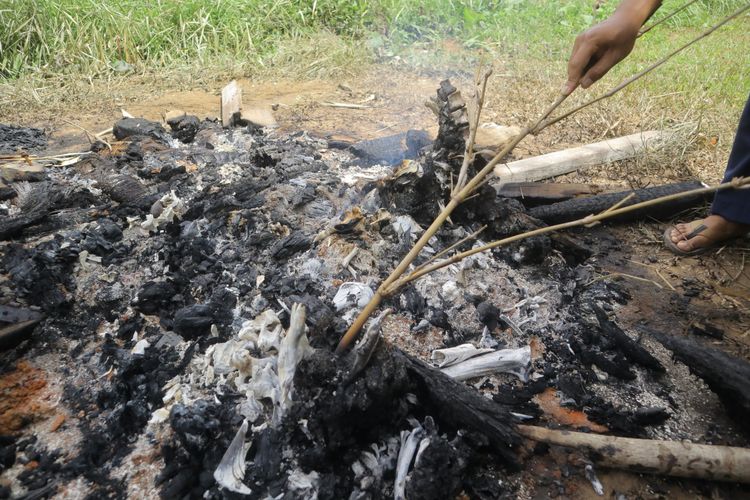 Tulang belulang harimau sumatera yang mati karena malnutrisi kronis dan dehidrasi berat di Tempat Penyelamatan Satwa BKSDA Jambi, pada Rabu (3/11/2021). Harimau yang mati tersebut harus dibakar agar tak menimbulkan penyakit lain. 