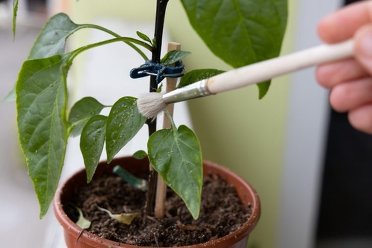 Ilustrasi kutu daun pada cabai