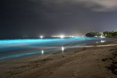 Mengapa Plankton Bisa Bikin Laut Lampung Menyala Biru Saat Malam Hari?