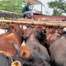 Ratusan Sapi Bangkalan Dikirim ke Riau, Ongkos Rp 800.000 per Ekor