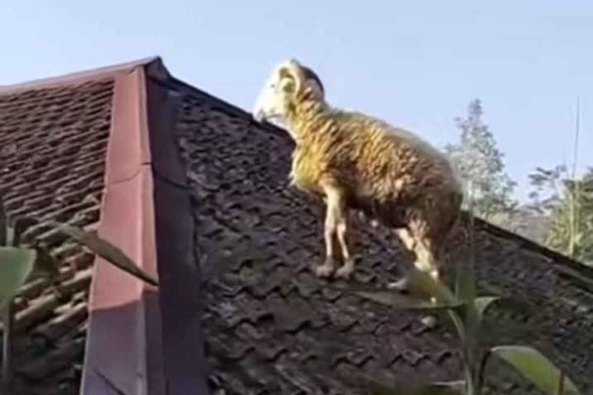 Kambing Terbang ke Atap Rumah di Cianjur Saat Akan Disembelih