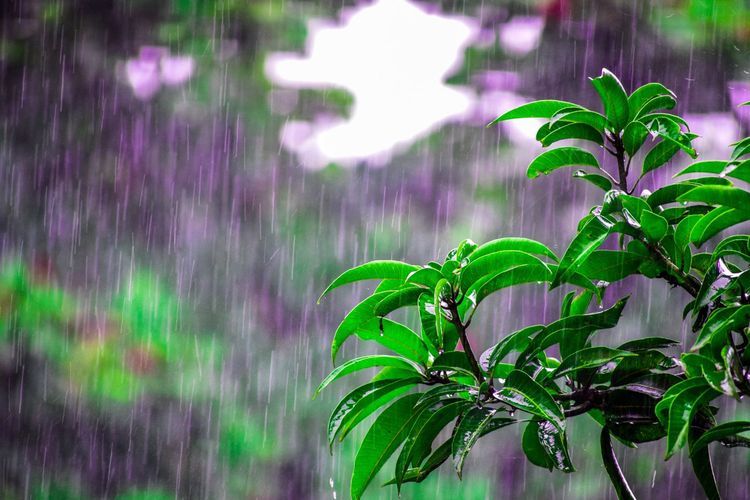 BMKG Ungkap Potensi Hujan hingga 6 April 2026, Cek Wilayah Waspada Cuaca Ekstrem