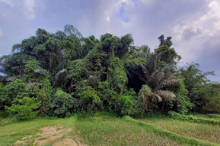 habitat terakhir monyet yang menyerang pemukiman warga di Kadus 1, Desa Sidanegara, Kecamatan Kaligondang, Purbalingga, Jawa Tengah, Selasa (27/4/ 2021).