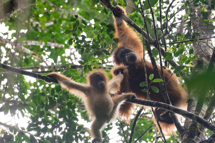 Induk dan anakan orangutan Tapanuli sedang bergelantungan di puncak pohon.