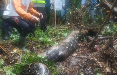 Jinsiy Kruiz porno film