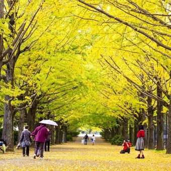 Sebuah jalur yang dipenuhi pohon ginkgo di Meiji Jingu Gaien, Shinjuku, Tokyo, Jepang