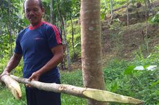 Babi Hutan yang Lukai Warga Diburu dengan Batang Bambu Runcing