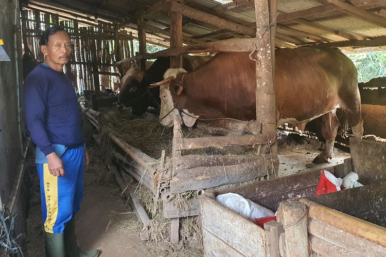 Kisah Sugeng, Peternak Gunungkidul yang Sapinya Dibeli Prabowo Rp 100 Juta untuk Kurban