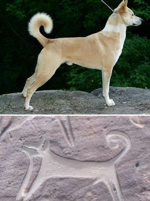 Anjing-anjing pemburu kuno di Arab Saudi (bawah) diidentifakasi menyerupai anjing jenis Kanaan (atas).