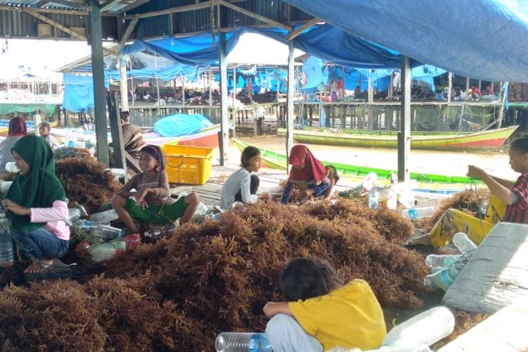 Aktivitas warga pesisir Nunukan Kaltara, mengikat bibit rumput laut di mes mes pesisir. Harga rumput laut dalam 10 hari terakhir anjlok dari Rp 42.000 menjadi Rp 18.000