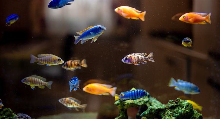 Ikan Ini Tahu Saat Kamu Menatapnya, Bahkan Bisa Menyerang Balik