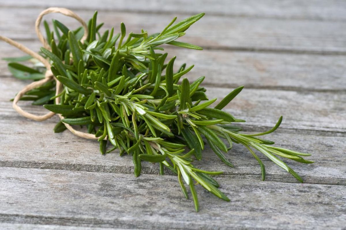 Tanaman herbal rosmarin.
