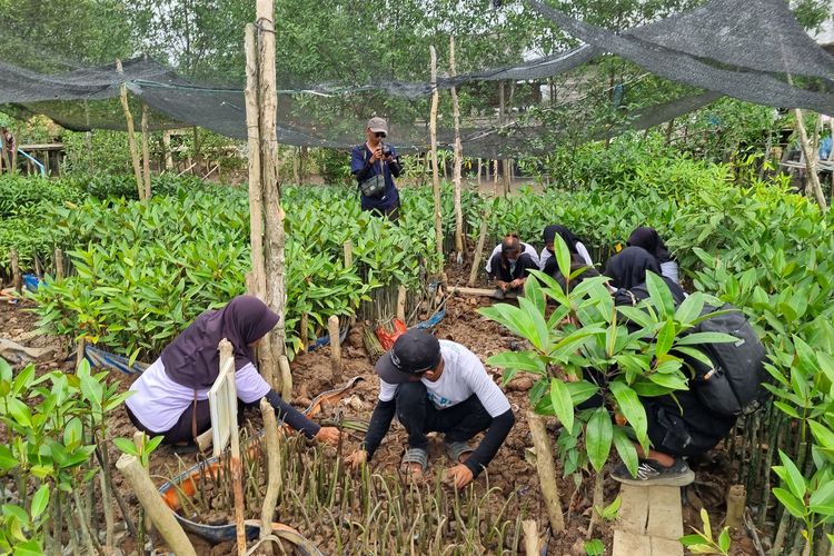 Warga mengurus bibit mangrove di Desa Sungsang IV, Kabupaten Banyuasin, Provinsi Sulawesi Selatan, Kamis (29/8/2024).