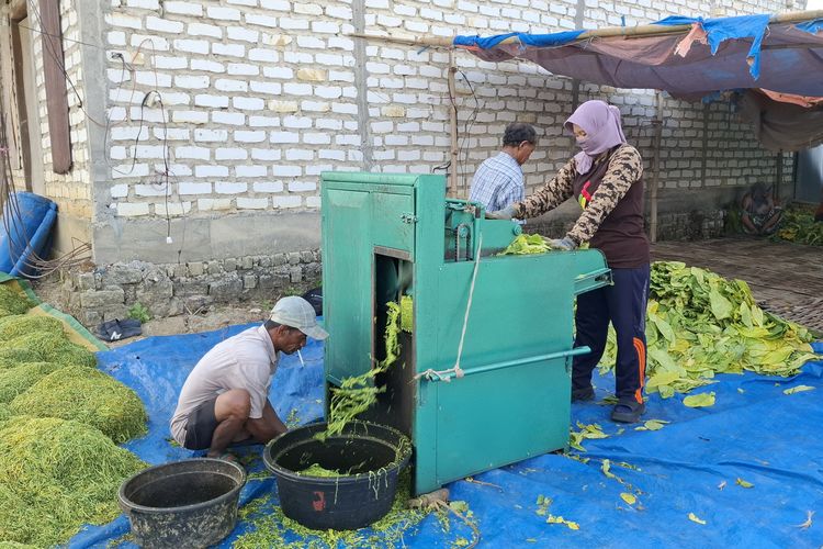 Petani Sampang Panen Cuan dalam Kemarau Ekstrem, Harga Rajangan Daun Tembakau Capai Rp 70.000 Per Kilo