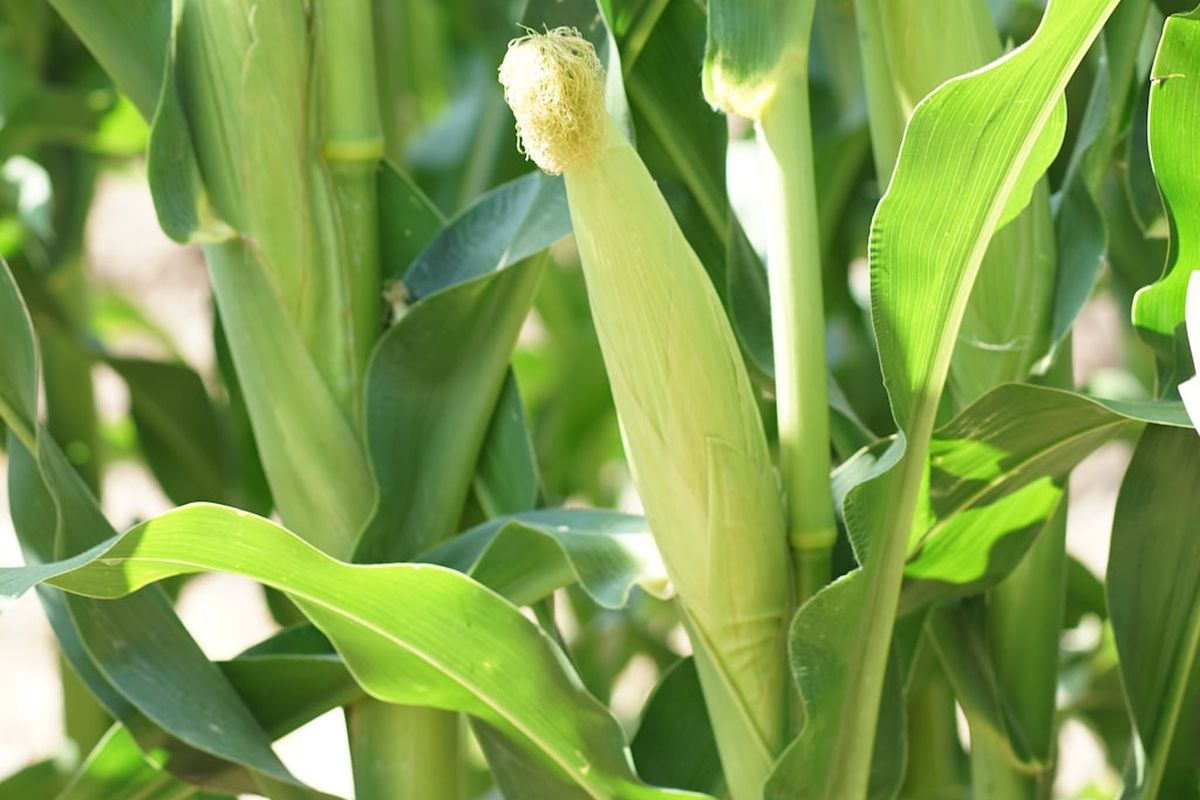 Ilustrasi tanaman jagung.
