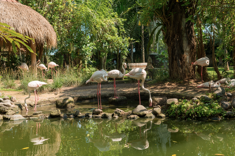 Bali Bird Park, salah satu tempat wisata Bali tengah.