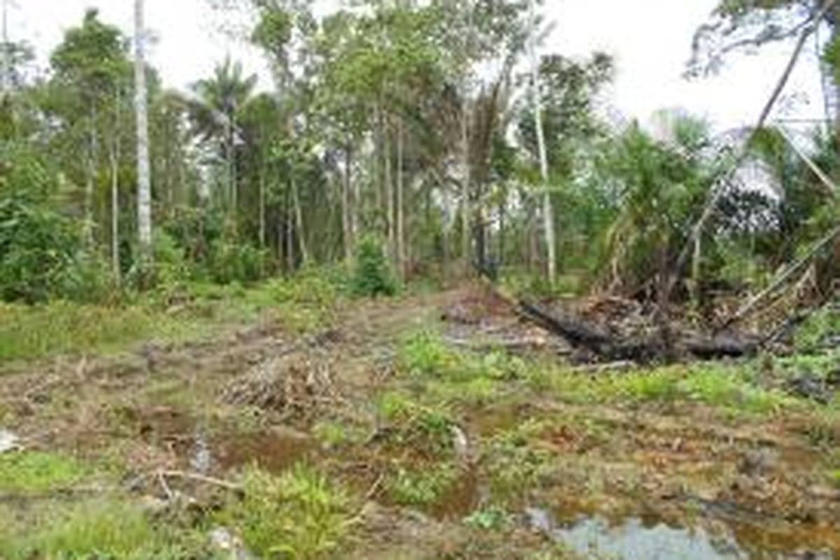 Pohon Sagu di Papua Barat