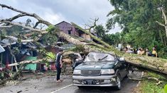 Pohon Tumbang Timpa Toyota Kijang di Tana Toraja, 6 Penumpang Terluka