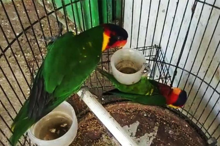 Dua ekor burung perkici dora atau ornate lorikeet (Trichoglossus ornatus) yang diseberangkan melalui kapal feri KMP Tuna Tomini dari Tojo Una-una ke Gorontalo. Upaya membawa dua burung oleh penumpang feri ketahuan petugas Karantina Pertanian Gorontalo.